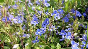 Attēlu rezultāti vaicājumam “Veronica arvensis”