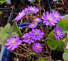 Attēlu rezultāti vaicājumam “Hepatica nobilis”