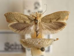 Attēlu rezultāti vaicājumam “Ypsolophidae”