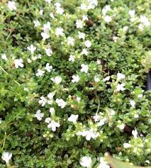 Attēlu rezultāti vaicājumam “Thymus serpyllum leaf”