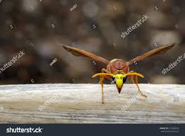 Attēlu rezultāti vaicājumam “Eumenes sp.”