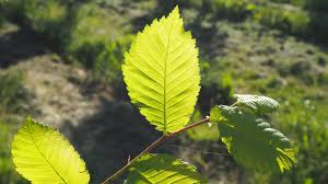 Attēlu rezultāti vaicājumam “Ulmus laevis leaf”