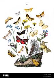 Attēlu rezultāti vaicājumam “Setina irrorella”