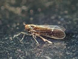 Attēlu rezultāti vaicājumam “Delphacidae”