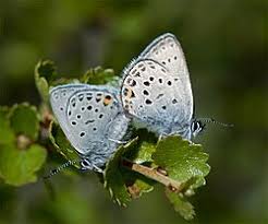 Attēlu rezultāti vaicājumam “Vacciniina optilete underside”