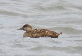 Attēlu rezultāti vaicājumam “Melanitta nigra”