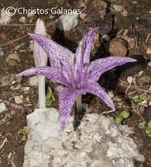 Attēlu rezultāti vaicājumam “Colchicum szovitsii subsp. szovitsii flower”
