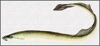 Image result for Lethenteron camtschaticum