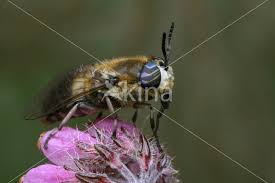 Attēlu rezultāti vaicājumam “Heptatoma pellucens”