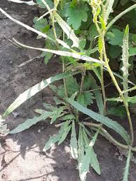 Attēlu rezultāti vaicājumam “Crepis tectorum”