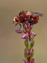Attēlu rezultāti vaicājumam “Sicus ferrugineus”