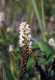 Attēlu rezultāti vaicājumam “Bistorta vivipara flower”