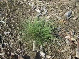 Attēlu rezultāti vaicājumam “Corynephorus canescens leaf”