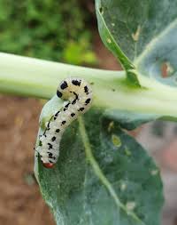 Attēlu rezultāti vaicājumam “Diprion pini female”