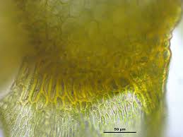 Attēlu rezultāti vaicājumam “Palustriella”