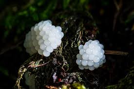 Attēlu rezultāti vaicājumam “Stemonitis axifera”