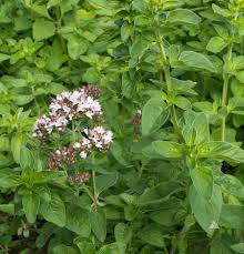 Image result for Oregano