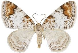 Attēlu rezultāti vaicājumam “Venusia blomeri”