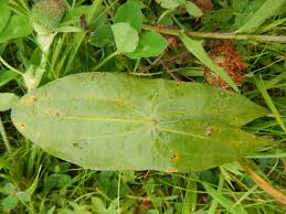 Attēlu rezultāti vaicājumam “Nuphar lutea leaf”