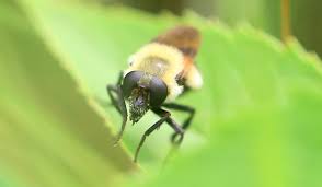 Attēlu rezultāti vaicājumam “Volucella bombylans”