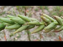 Attēlu rezultāti vaicājumam “Oenothera biennis fruit”
