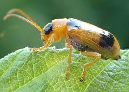 Attēlu rezultāti vaicājumam “Phyllobrotica quadrimaculata”