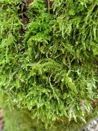 Attēlu rezultāti vaicājumam “Amblystegium serpens”