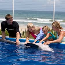 Image result for Adventure Dolphin