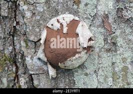 Attēlu rezultāti vaicājumam “Reticularia jurana spores”