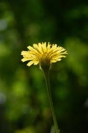 Attēlu rezultāti vaicājumam “Leontodon hispidus fruit”