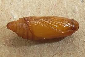 Attēlu rezultāti vaicājumam “Lathronympha strigana”