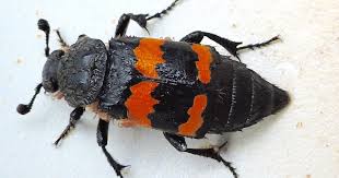 Attēlu rezultāti vaicājumam “Poecilochirus sp.”