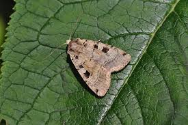 Attēlu rezultāti vaicājumam “Xestia triangulum”