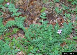 Attēlu rezultāti vaicājumam “Erodium cicutarium”