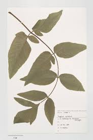 Attēlu rezultāti vaicājumam “Angelica sylvestris leaf”