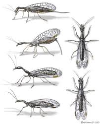 Attēlu rezultāti vaicājumam “Raphidioptera imago”