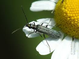 Attēlu rezultāti vaicājumam “Oedemera croceicollis”
