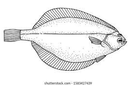 Image result for Liopsetta glacialis