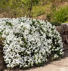 Image result for Schleifenblume