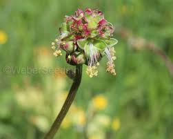 Image result for Sanguisorba minor