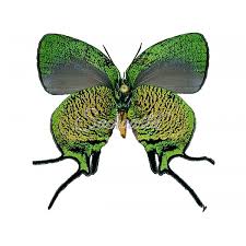 Attēlu rezultāti vaicājumam “Arcyria imperialis”