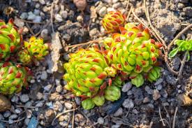 Attēlu rezultāti vaicājumam “Jovibarba globifera”