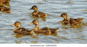 Attēlu rezultāti vaicājumam “Anas platyrhynchos juvenile”