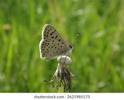Attēlu rezultāti vaicājumam “Lycaena tityrus male”