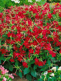 Image result for Nicotiana x sanderae