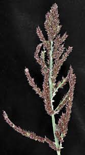 Attēlu rezultāti vaicājumam “Echinochloa crus-galli leaf”