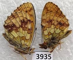 Attēlu rezultāti vaicājumam “Brenthis ino”