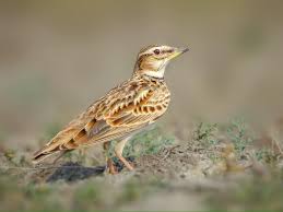 Image result for Melanocorypha bimaculata