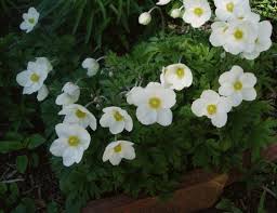 Attēlu rezultāti vaicājumam “Anemone sylvestris bud”
