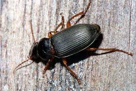 Attēlu rezultāti vaicājumam “Pseudoophonus rufipes”